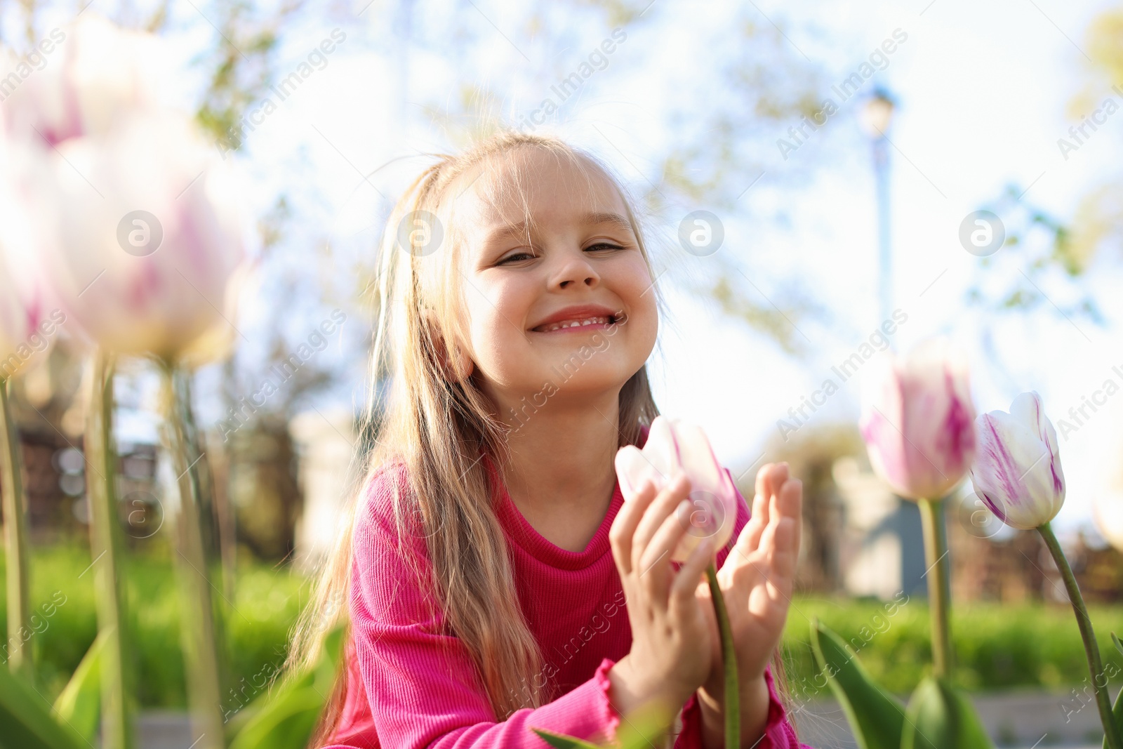 Cute little girl near beautiful pink tulips outdoors Photo of Cute little girl near beautiful pink tulips outdoors