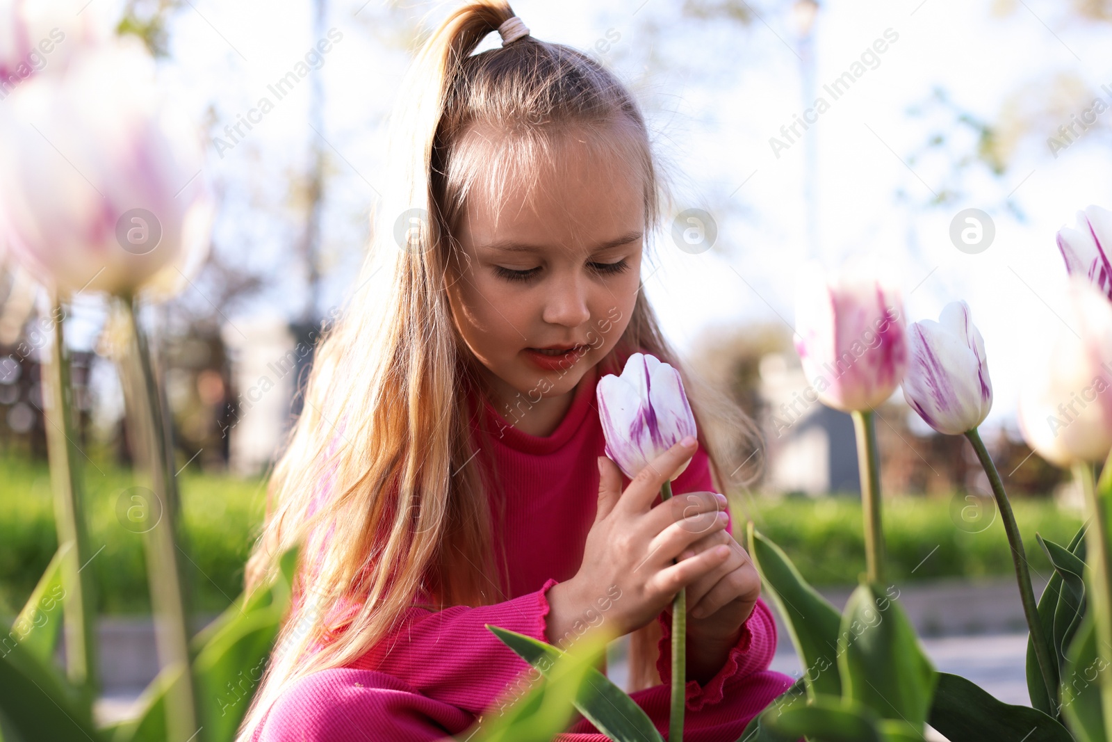 Photo of Cute little girl near beautiful pink tulips outdoors