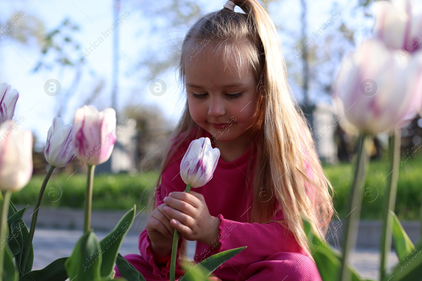 Cute little girl near beautiful pink tulips outdoors Photo of Cute little girl near beautiful pink tulips outdoors