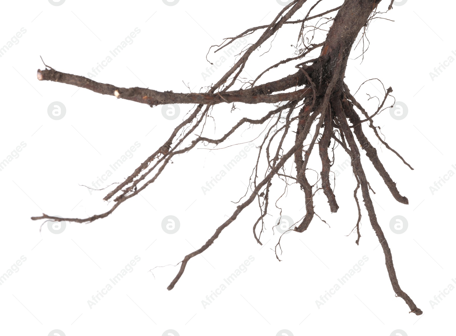 One plant with root isolated on white Photo of One plant with root isolated on white