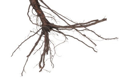Photo of One plant with root isolated on white