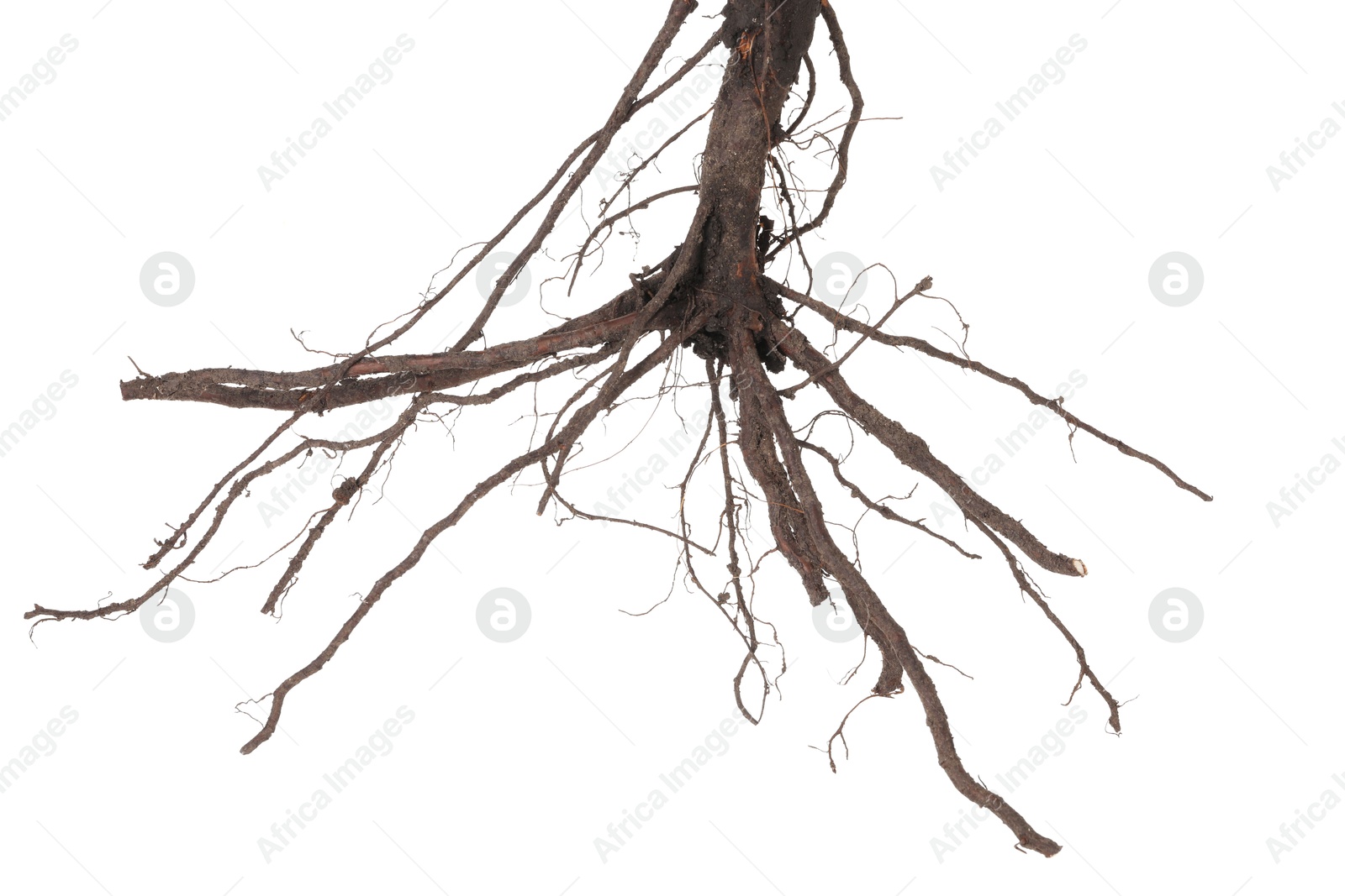 Photo of One plant with root isolated on white
