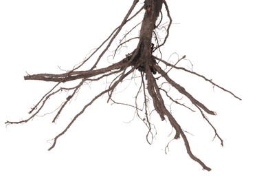 Photo of One plant with root isolated on white