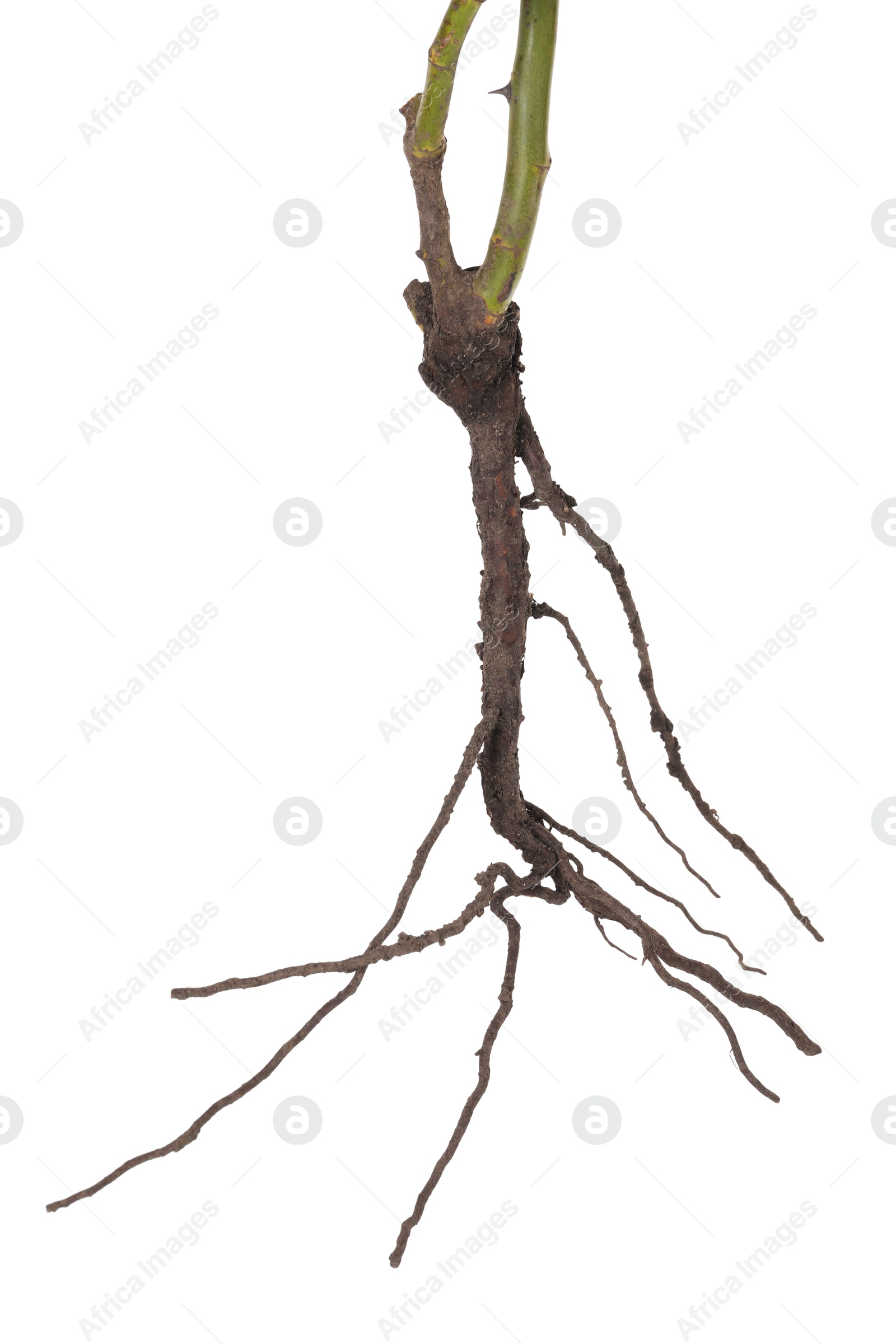 Photo of One plant with root isolated on white
