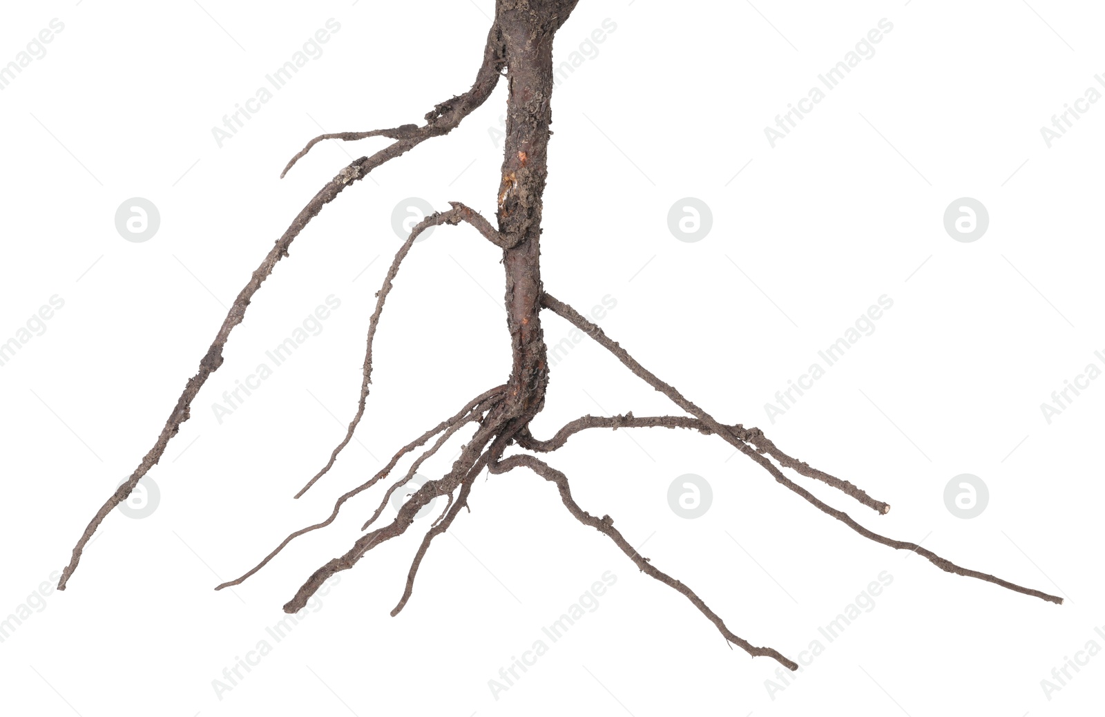 Photo of One plant with root isolated on white