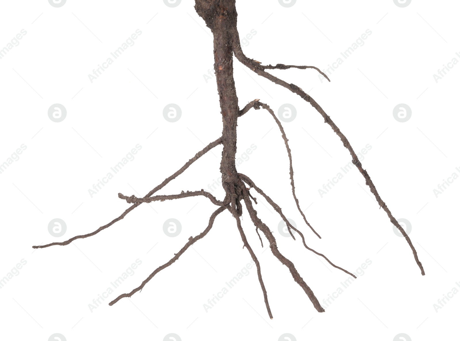 Photo of One plant with root isolated on white