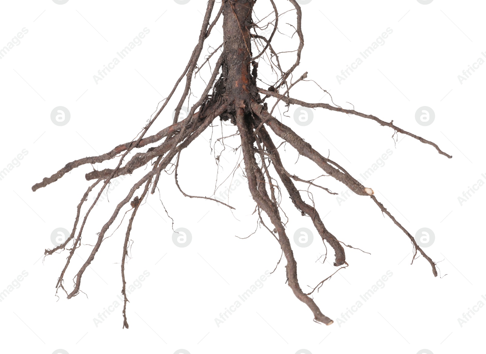 One plant with root isolated on white Photo of One plant with root isolated on white
