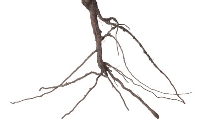 Photo of One plant with root isolated on white