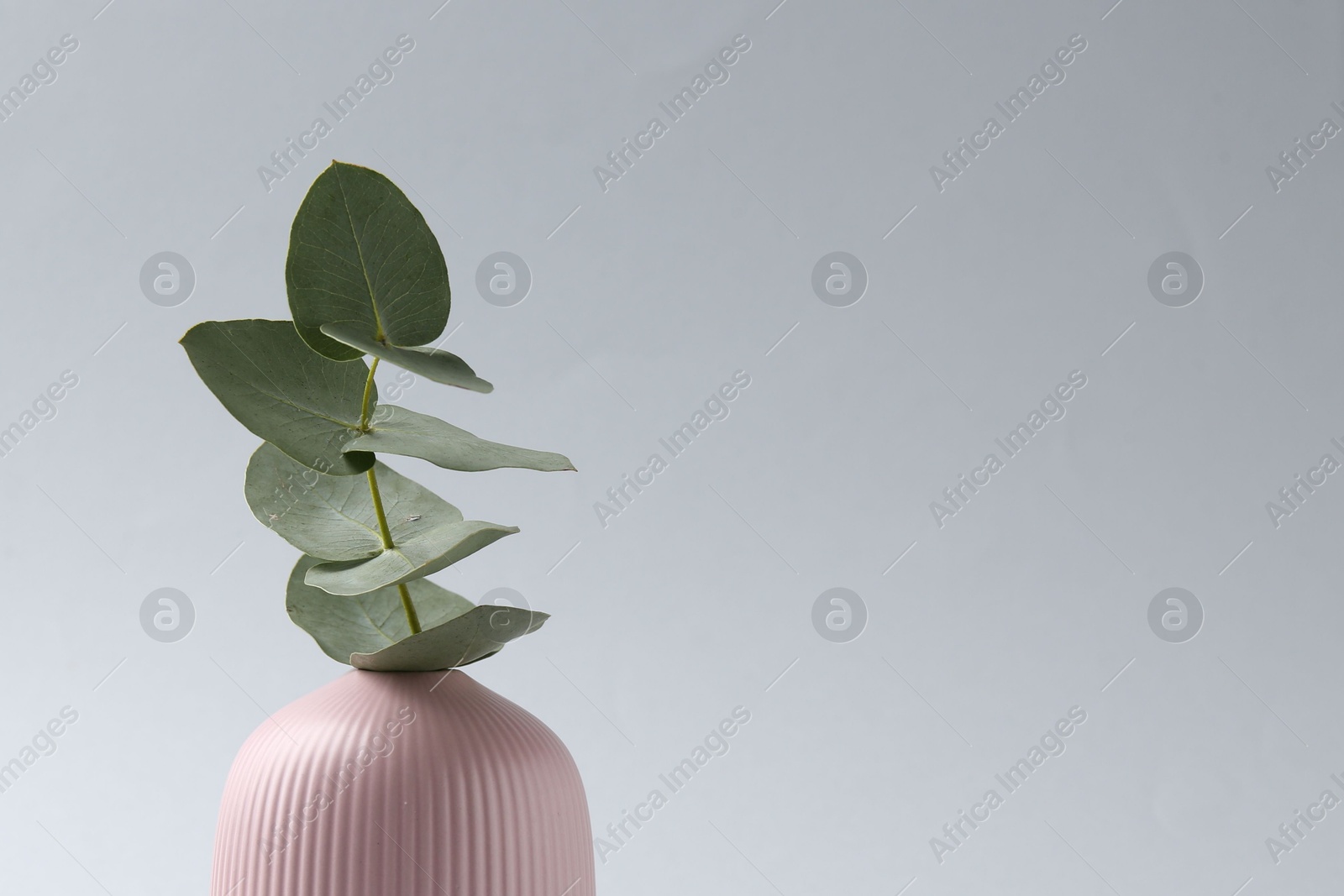 Beautiful eucalyptus branch in vase on white background, closeup. Space for text Photo of Beautiful eucalyptus branch in vase on white background, closeup. Space for text