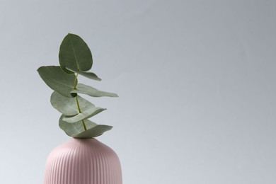 Photo of Beautiful eucalyptus branch in vase on white background, closeup. Space for text
