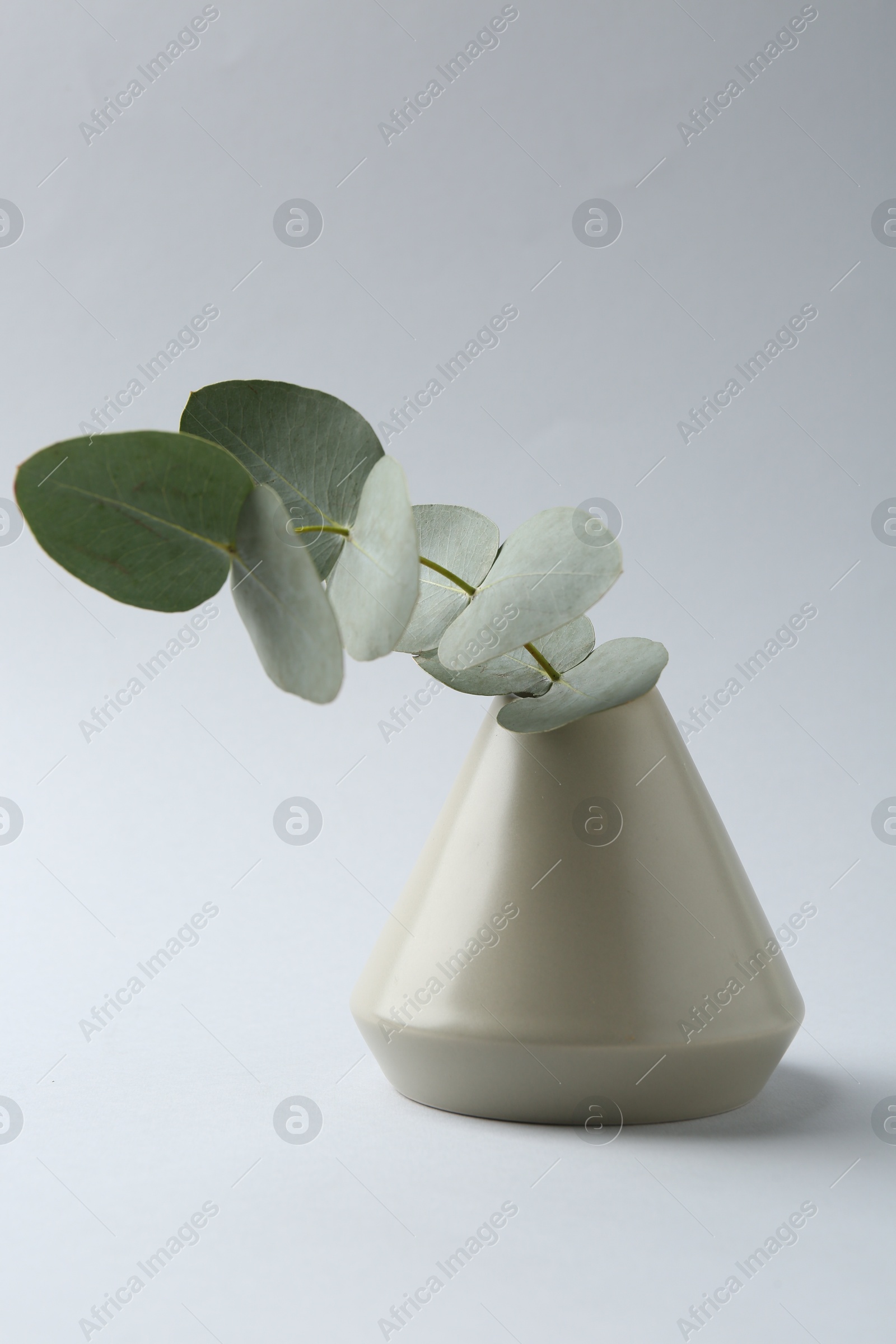 Beautiful eucalyptus branch in vase on white background Photo of Beautiful eucalyptus branch in vase on white background