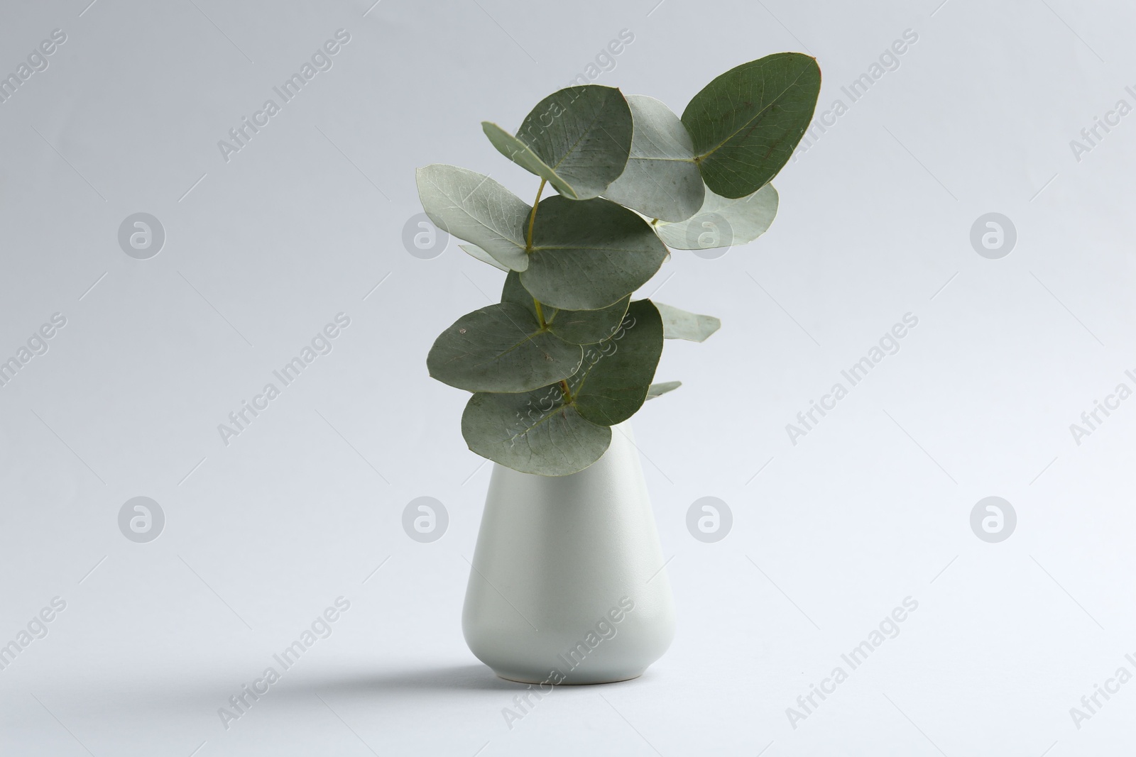 Beautiful eucalyptus branch in vase on white background Photo of Beautiful eucalyptus branch in vase on white background