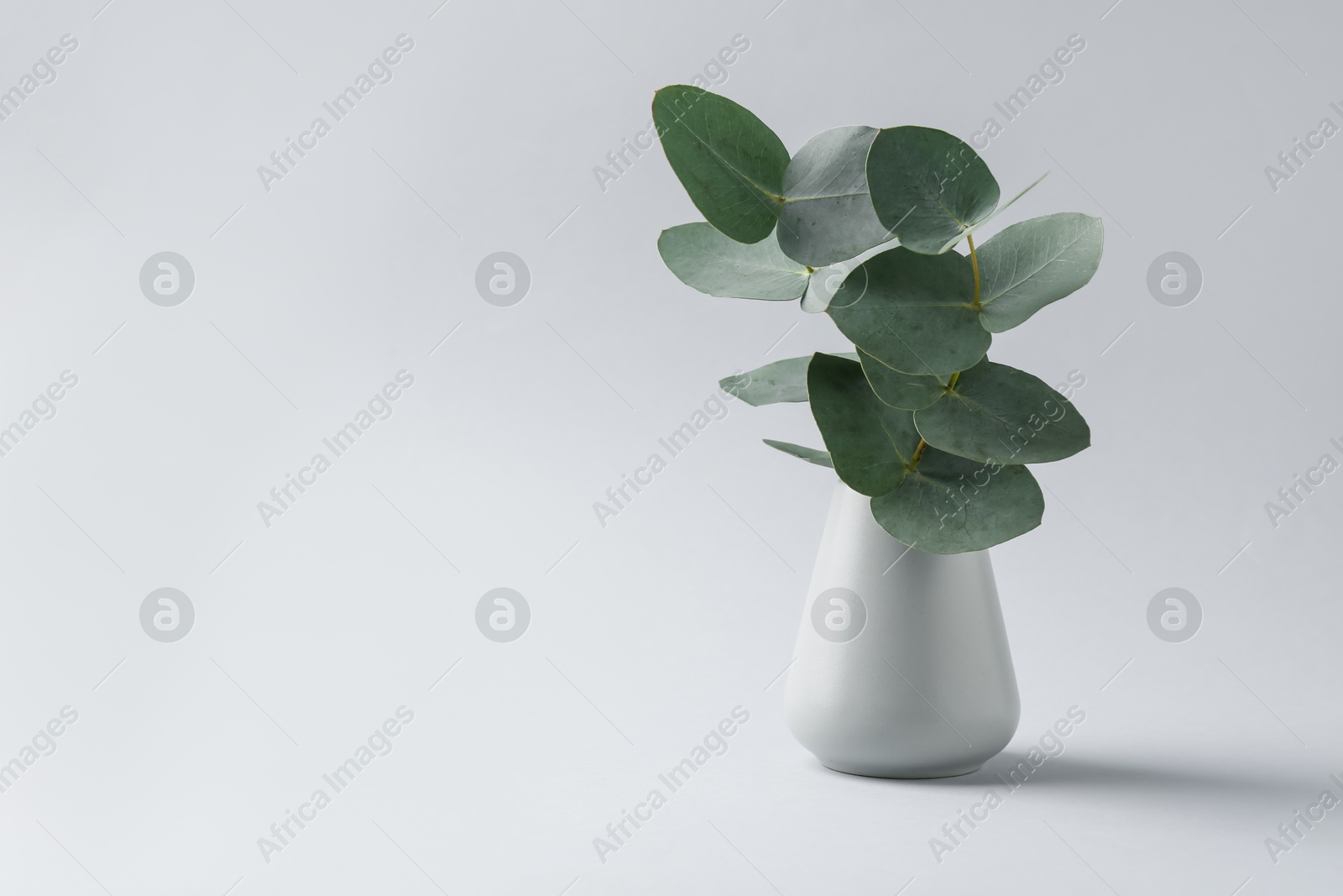 Beautiful eucalyptus branch in vase on white background, space for text Photo of Beautiful eucalyptus branch in vase on white background, space for text