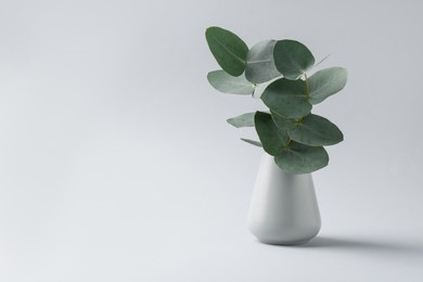 Photo of Beautiful eucalyptus branch in vase on white background, space for text