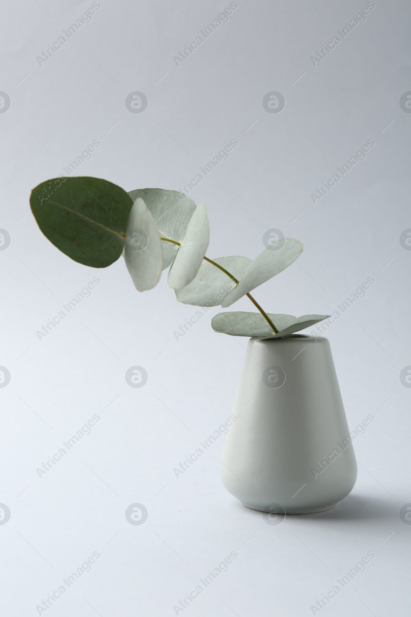 Beautiful eucalyptus branch in vase on white background Photo of Beautiful eucalyptus branch in vase on white background
