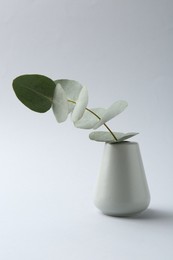 Photo of Beautiful eucalyptus branch in vase on white background