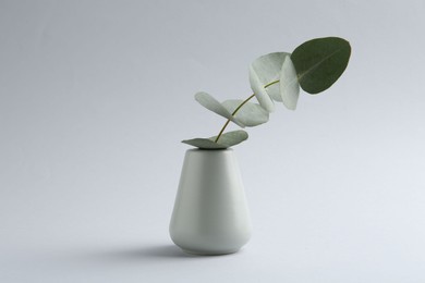 Photo of Beautiful eucalyptus branch in vase on white background