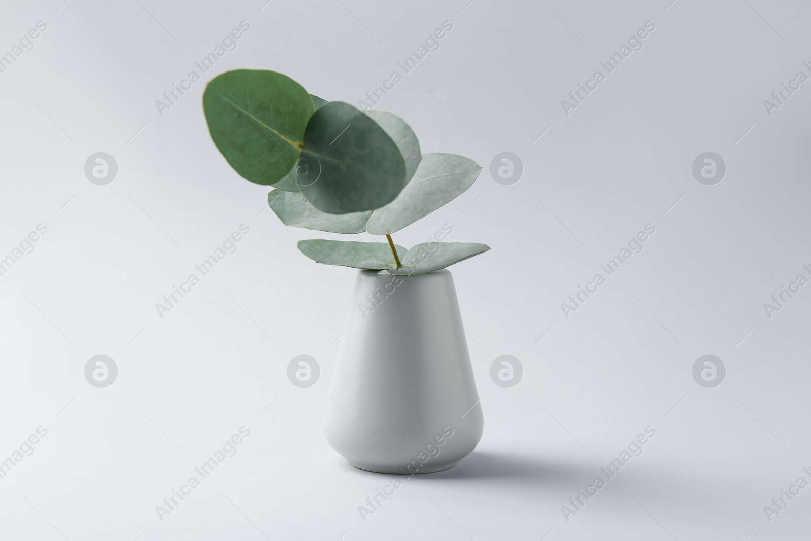 Beautiful eucalyptus branch in vase on white background Photo of Beautiful eucalyptus branch in vase on white background