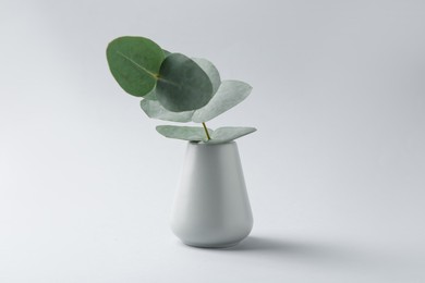 Photo of Beautiful eucalyptus branch in vase on white background