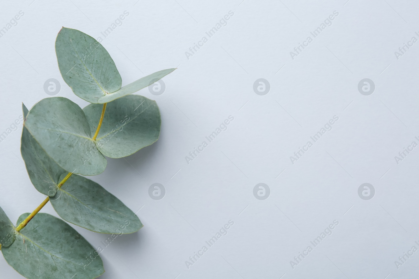 Beautiful eucalyptus branch on white background, top view. Space for text Photo of Beautiful eucalyptus branch on white background, top view. Space for text