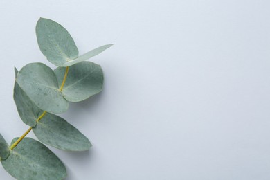 Photo of Beautiful eucalyptus branch on white background, top view. Space for text