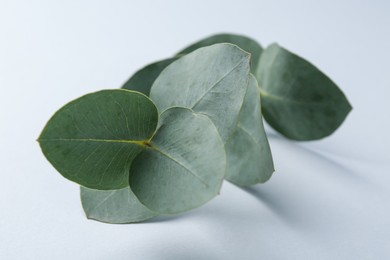 Photo of Beautiful eucalyptus branch on white background, closeup