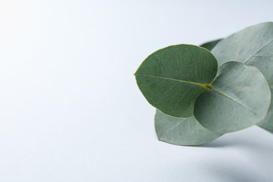 Photo of Beautiful eucalyptus branch on white background, closeup. Space for text