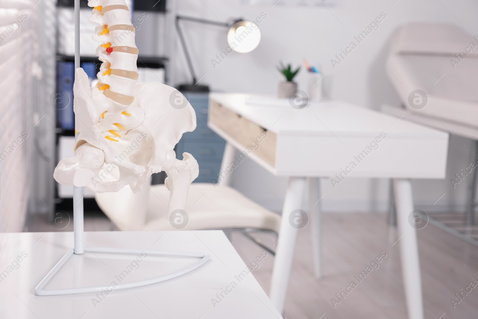 Human spine model on table in clinic, closeup. Space for text Photo of Human spine model on table in clinic, closeup. Space for text