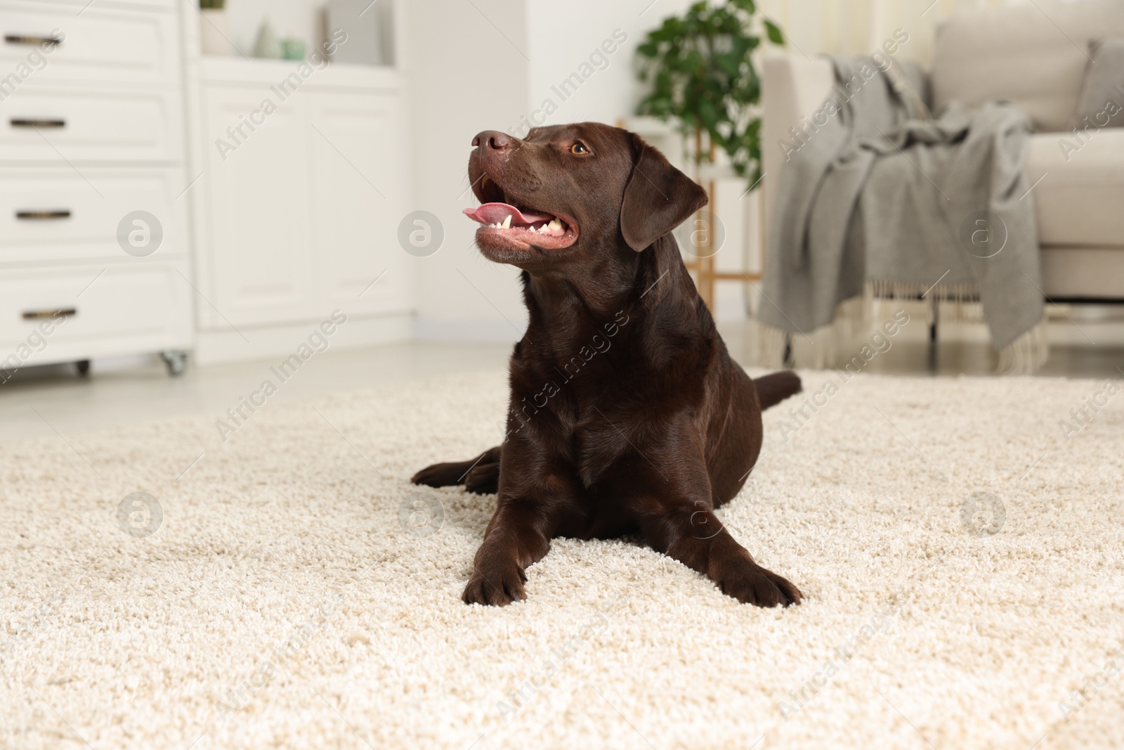 Cute dog on floor at home, space for text. Lovely pet Photo of Cute dog on floor at home, space for text. Lovely pet