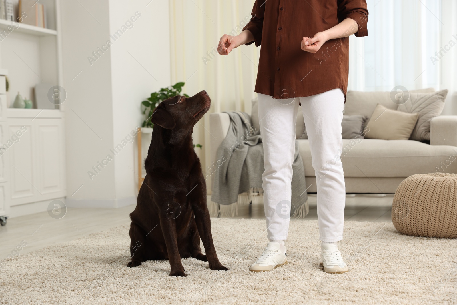Photo of Woman training her dog at home, closeup