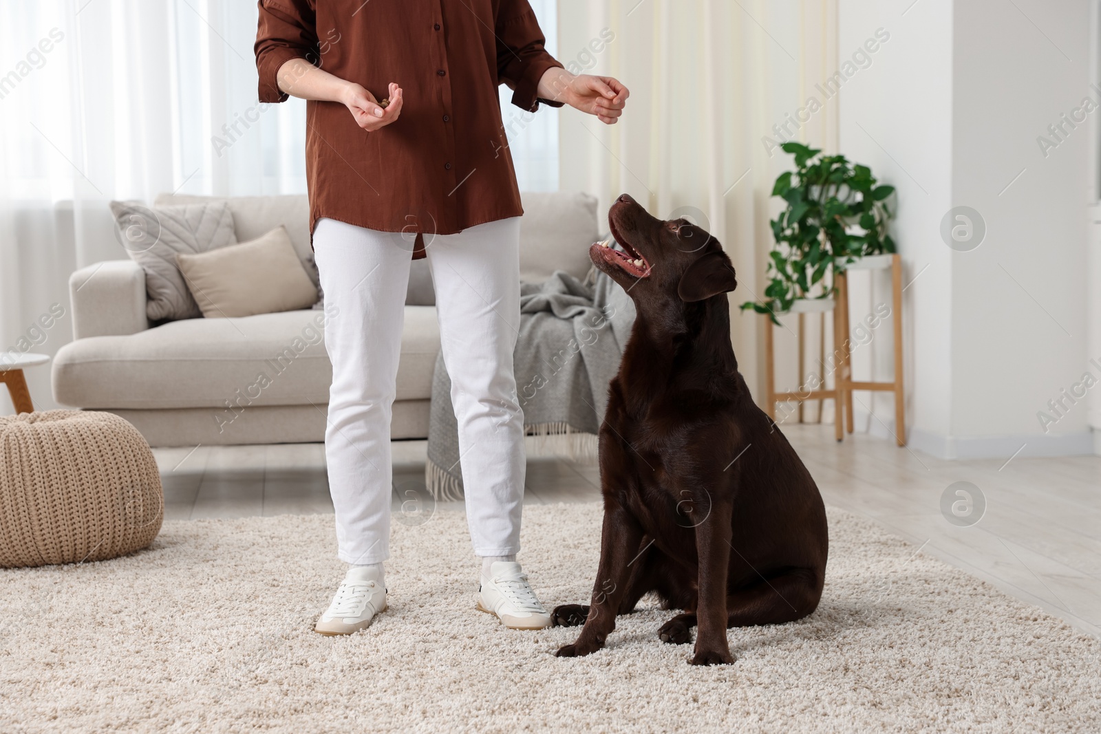 Photo of Woman training her dog at home, closeup