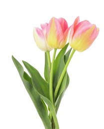 Photo of Three beautiful colorful tulips isolated on white