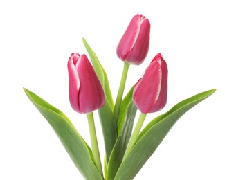 Photo of Three beautiful pink tulips isolated on white