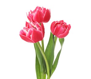 Photo of Three beautiful pink tulips isolated on white