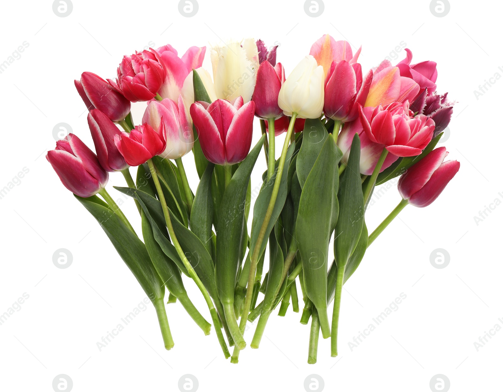 Photo of Beautiful colorful tulip flowers on white background