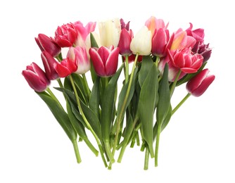 Photo of Beautiful colorful tulip flowers on white background