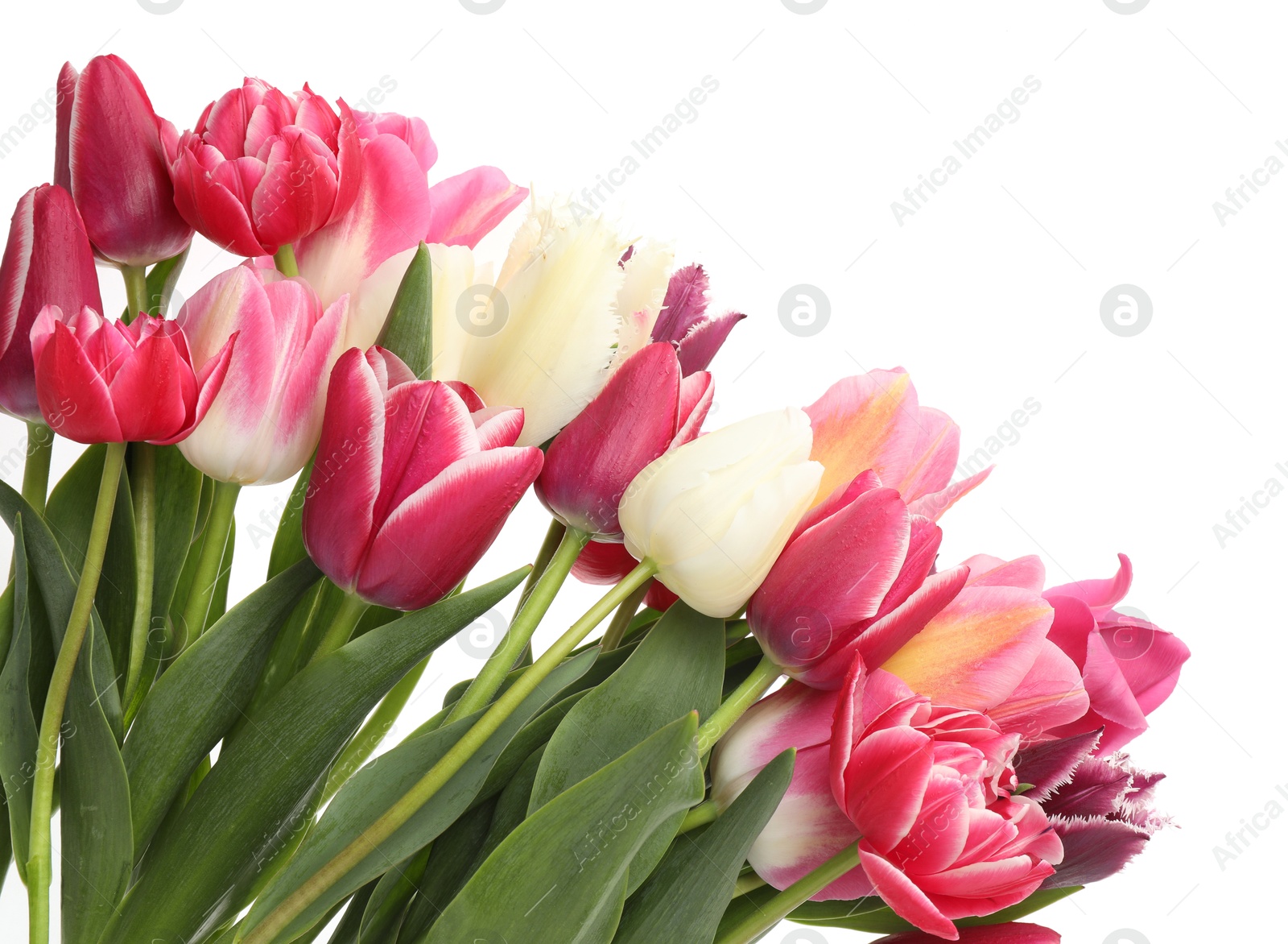 Beautiful colorful tulip flowers on white background Photo of Beautiful colorful tulip flowers on white background