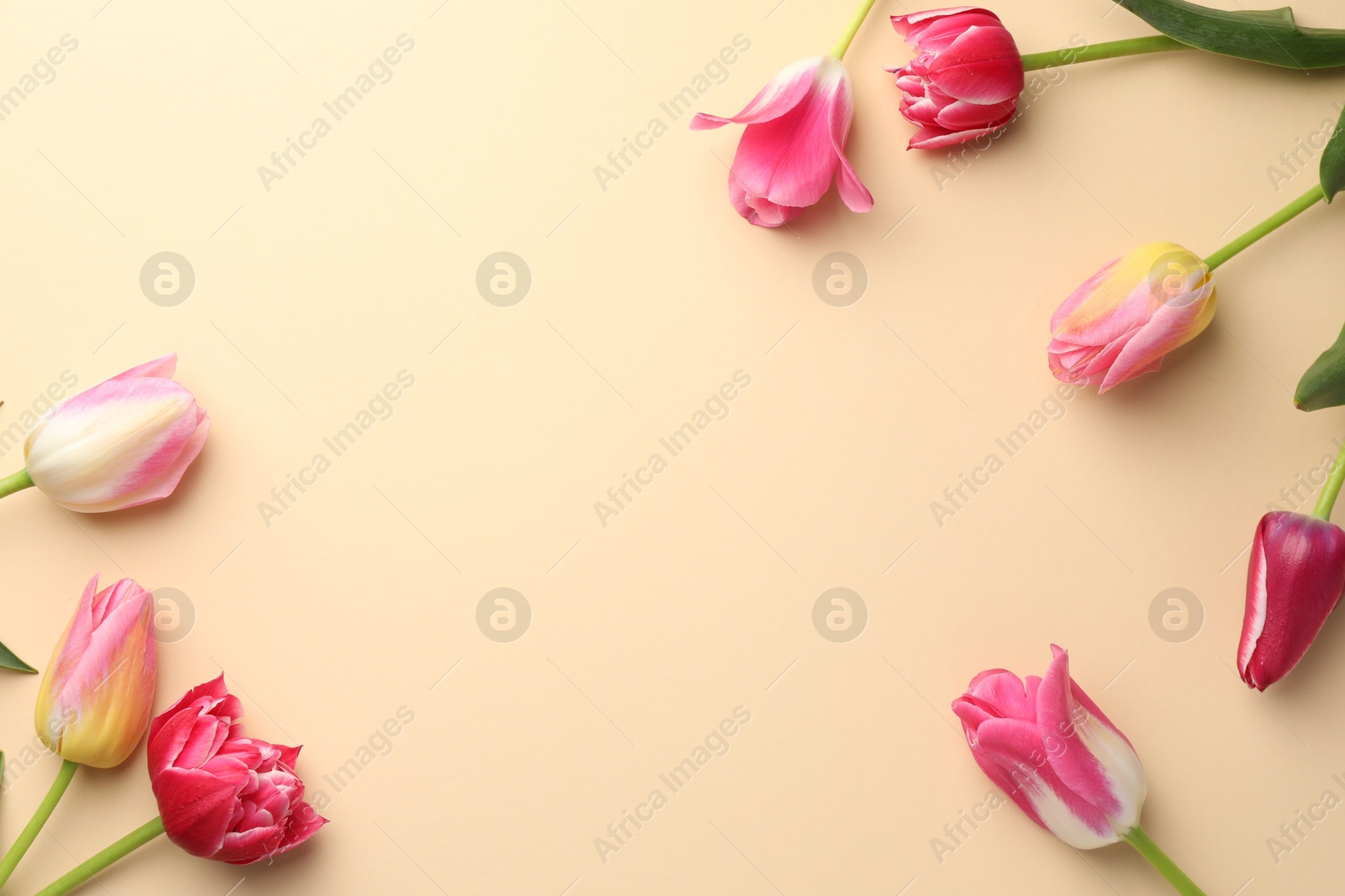Photo of Beautiful tulips on beige background, flat lay. Space for text