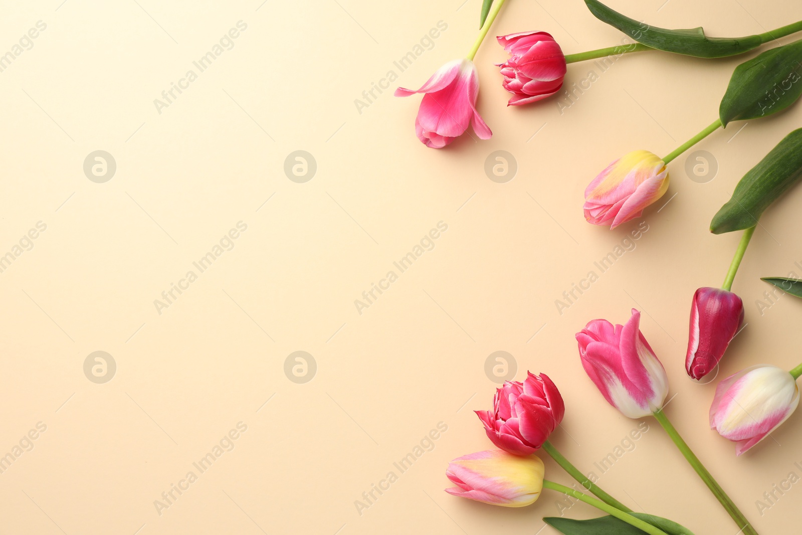Photo of Beautiful tulips on beige background, flat lay. Space for text