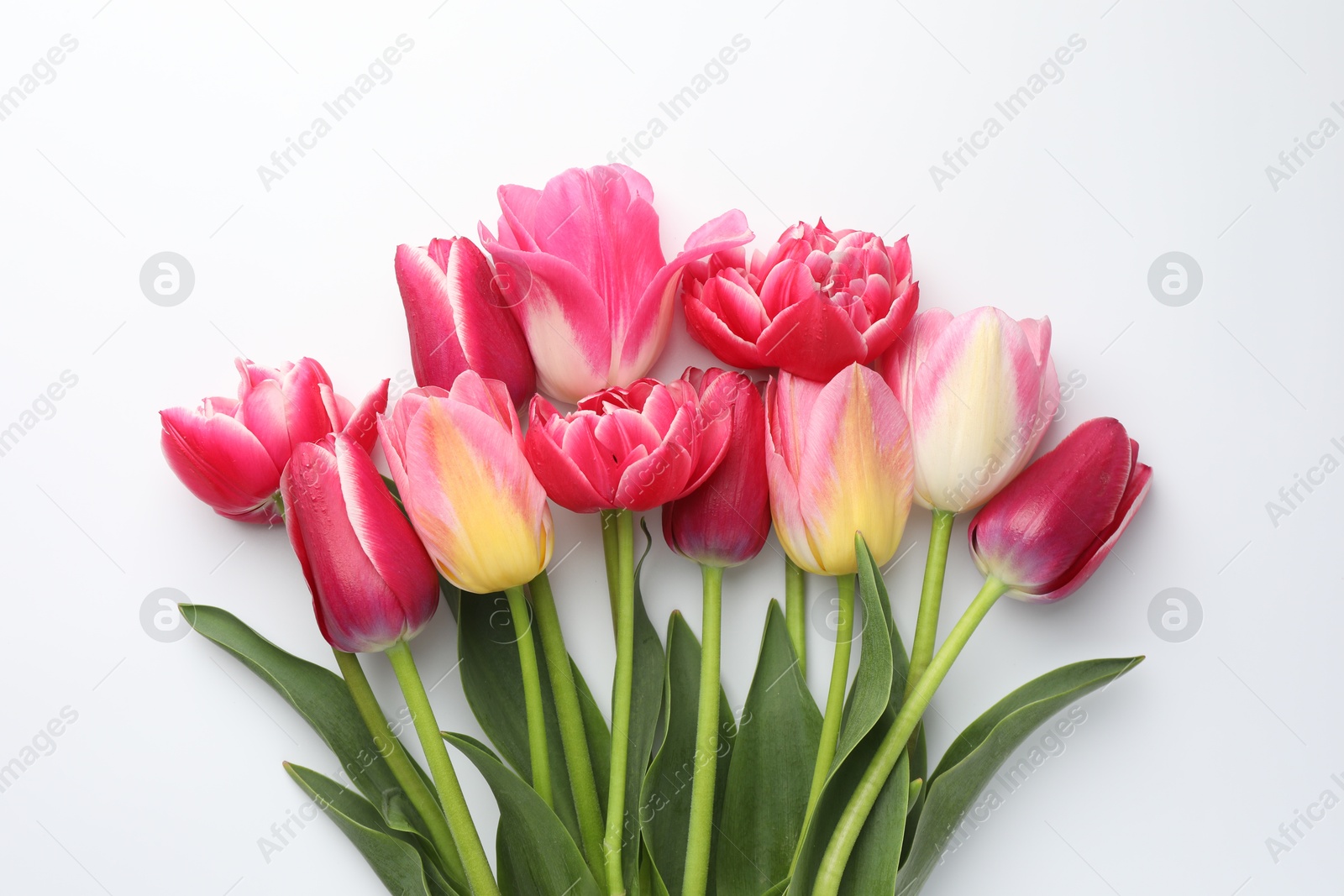 Beautiful tulips on white background, flat lay Photo of Beautiful tulips on white background, flat lay