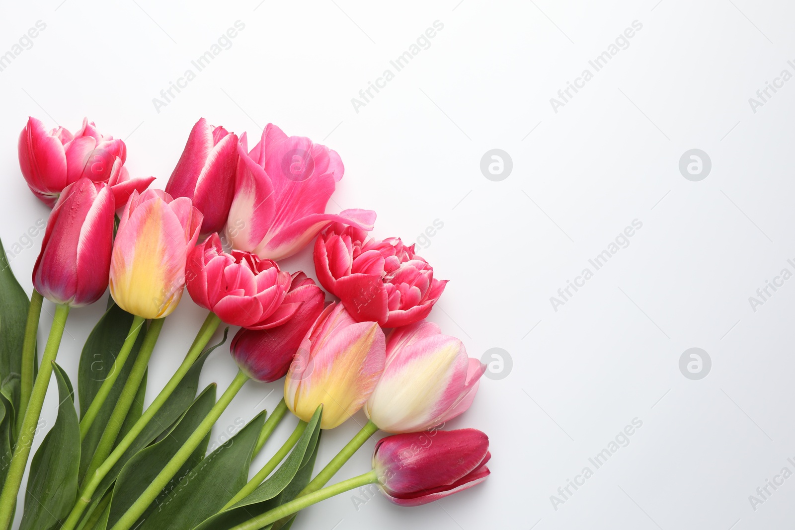 Beautiful tulips on white background, flat lay. Space for text Photo of Beautiful tulips on white background, flat lay. Space for text