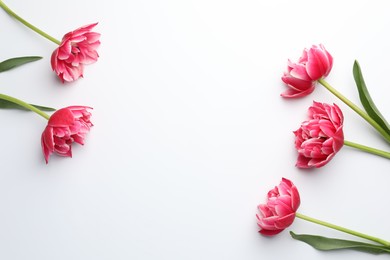 Photo of Beautiful tulips on white background, flat lay. Space for text