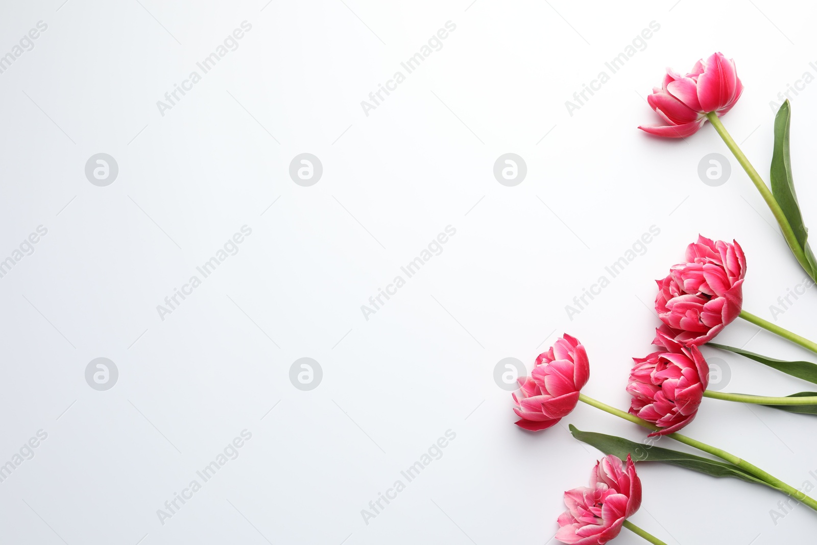 Beautiful tulips on white background, flat lay. Space for text Photo of Beautiful tulips on white background, flat lay. Space for text