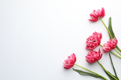Beautiful tulips on white background, flat lay. Space for text
