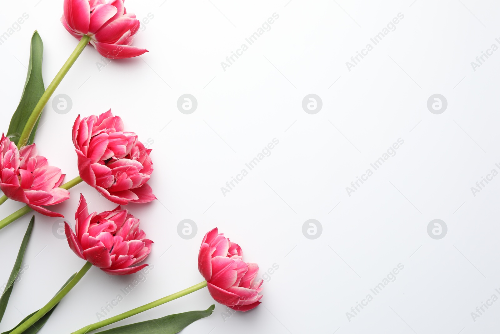 Photo of Beautiful tulips on white background, flat lay. Space for text