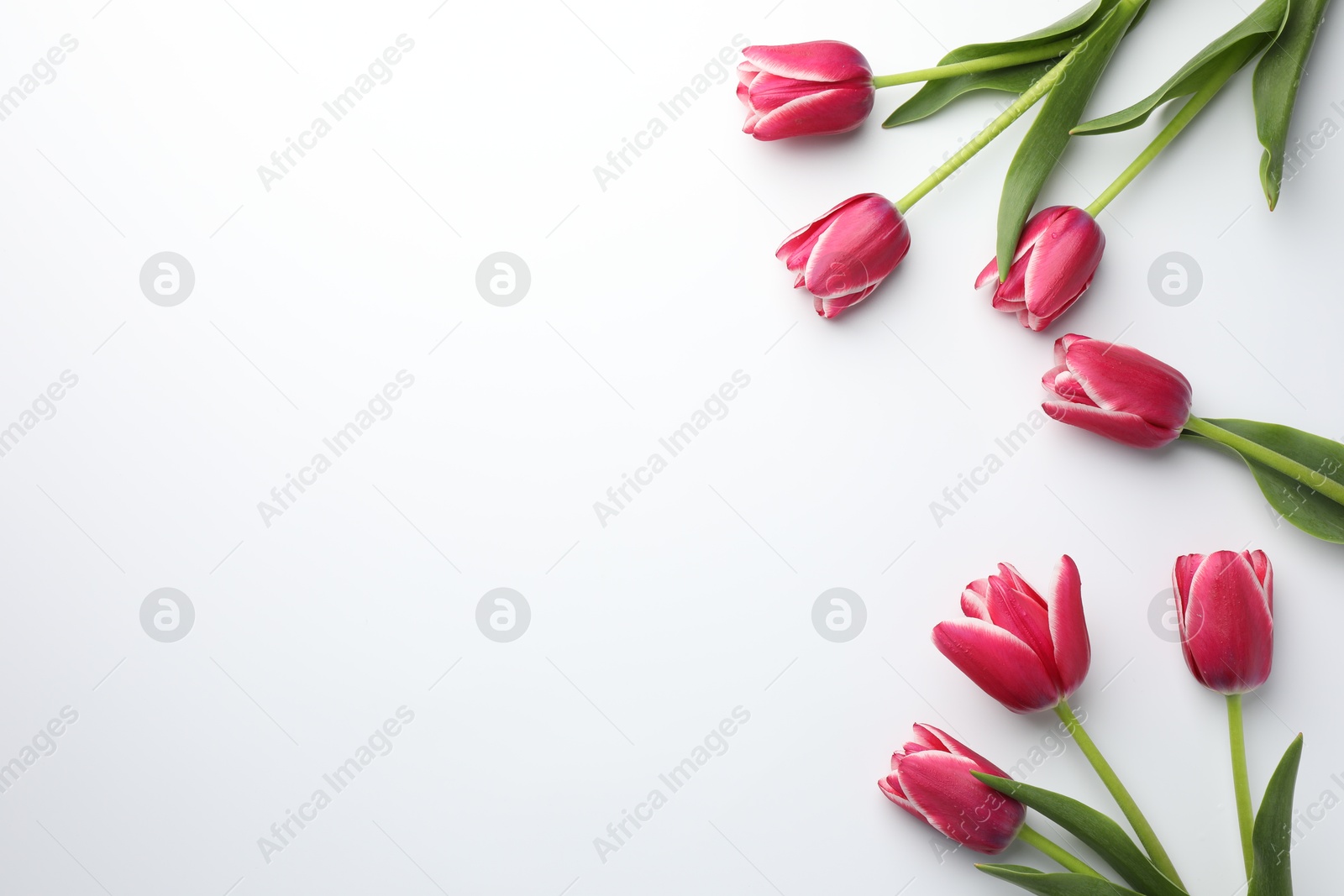 Beautiful tulips on white background, flat lay. Space for text Photo of Beautiful tulips on white background, flat lay. Space for text