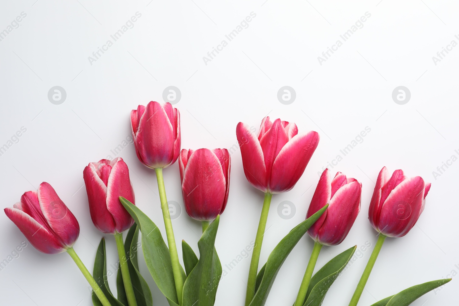 Beautiful tulips on white background, flat lay Photo of Beautiful tulips on white background, flat lay