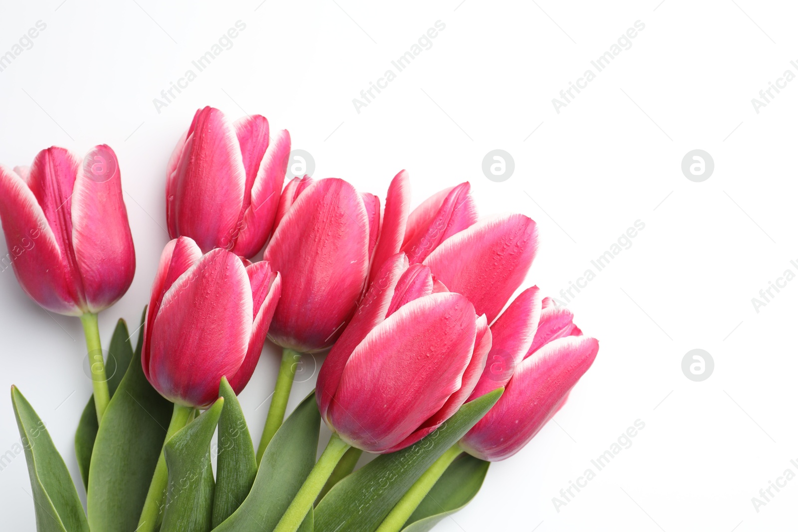 Photo of Beautiful tulips on white background, flat lay. Space for text