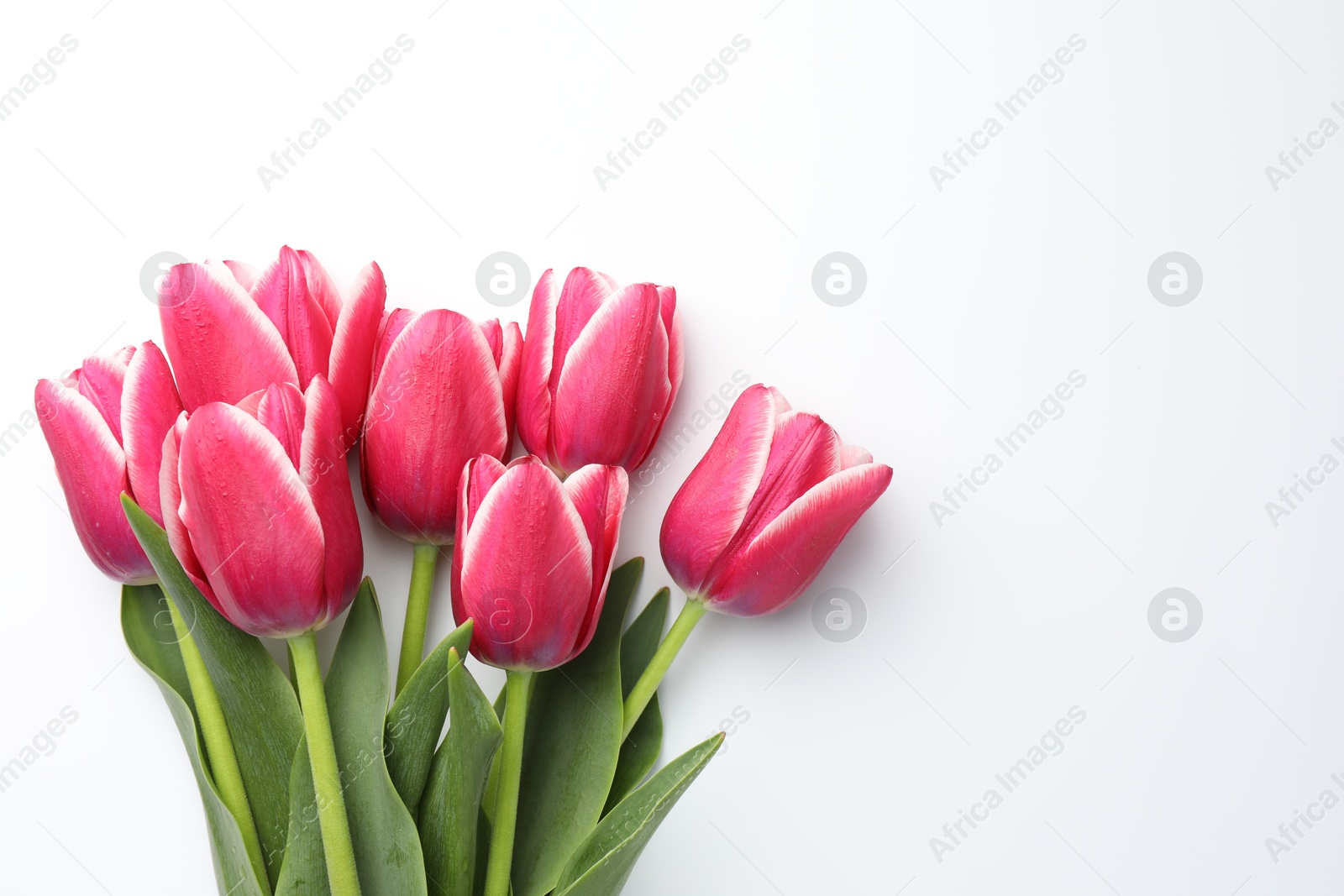 Beautiful tulips on white background, flat lay. Space for text Photo of Beautiful tulips on white background, flat lay. Space for text