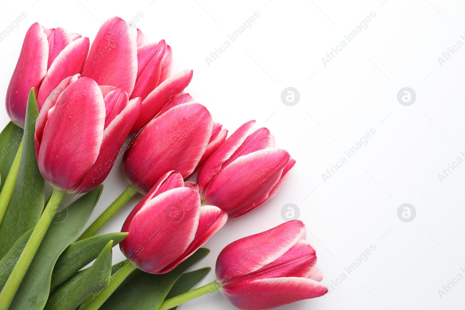 Photo of Beautiful tulips on white background, flat lay. Space for text
